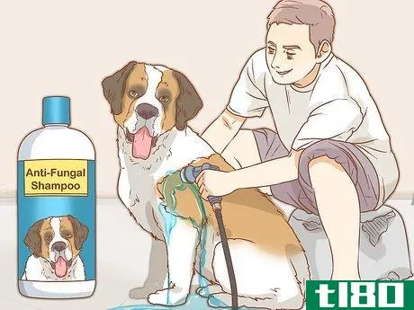 Image titled Treat Fungal Infections in Dogs Step 5