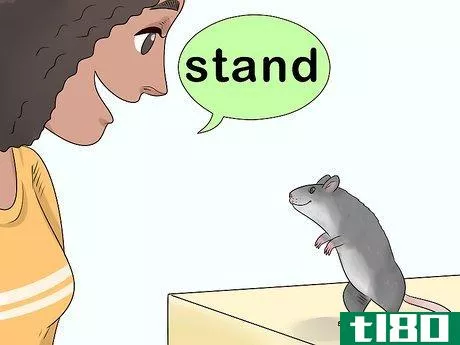 Image titled Train a Rat to Stand on Its Hind Legs Step 11
