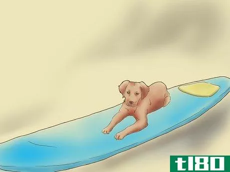 Image titled Teach Your Dog to Surf Step 5