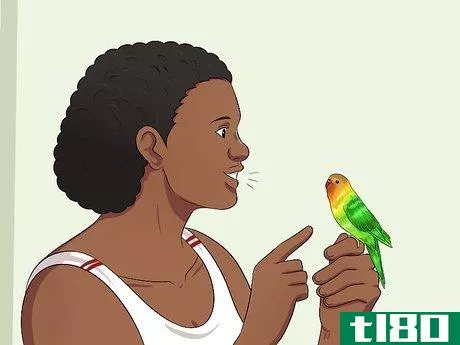 Image titled Teach Your Budgie to Talk Step 4