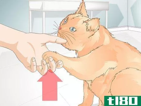 Image titled Teach Your Cat to Give a Handshake Step 8