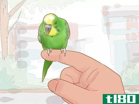Image titled Take Care of a Parakeet Step 19
