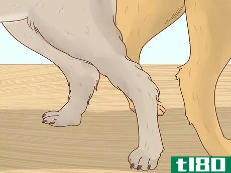 Image titled Tell if Your Dog Is in Heat Step 8