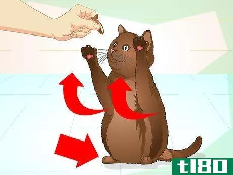 Image titled Teach Your Cat to Do Tricks Step 13