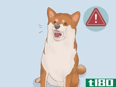 Image titled Choose a Shiba Inu Puppy Step 5