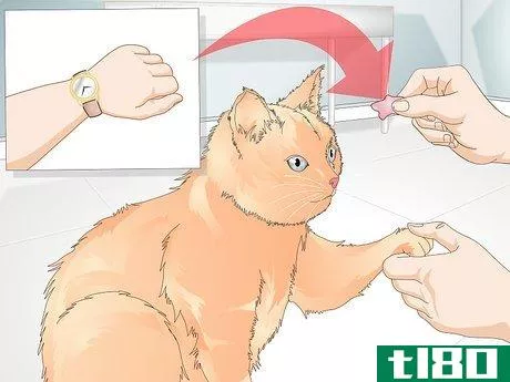 Image titled Teach Your Cat to Give a Handshake Step 12