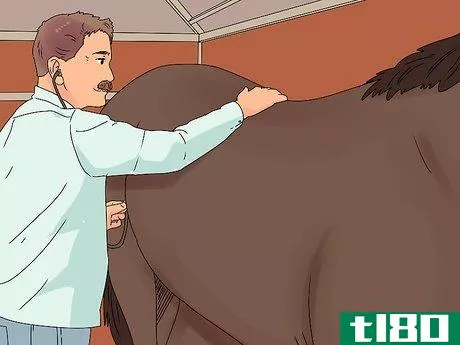 Image titled Treat Horse Eye Problems Step 7
