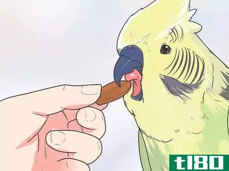 Image titled Teach Your Bird to Talk Step 9