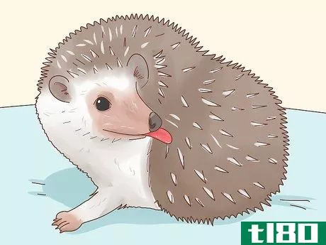 Image titled Take Care of a Hedgehog Step 5