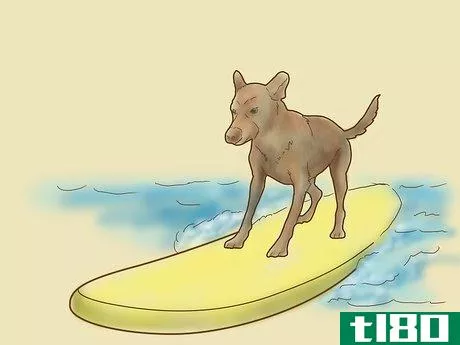 Image titled Teach Your Dog to Surf Step 8Bullet2