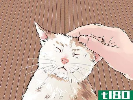 Image titled Treat a Cat Bite Step 13