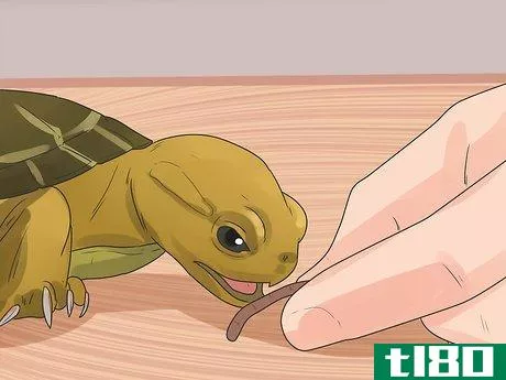Image titled Take Care of a Land Turtle Step 20