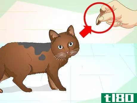 Image titled Teach Your Cat to Do Tricks Step 2