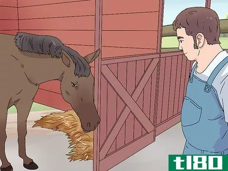 Image titled Treat Horse Eye Problems Step 9
