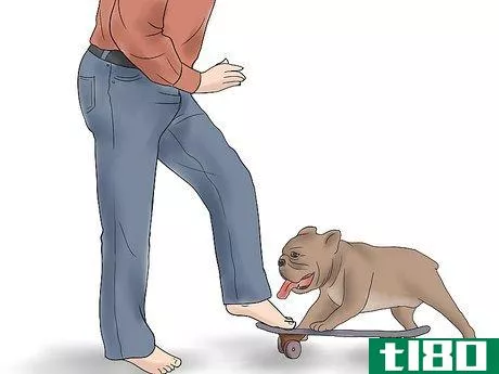 Image titled Teach a Bulldog to Skateboard Step 5