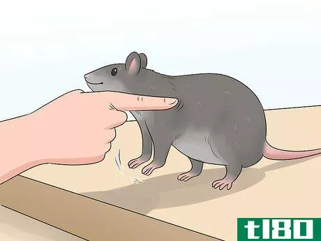 Image titled Train a Rat to Stand on Its Hind Legs Step 8