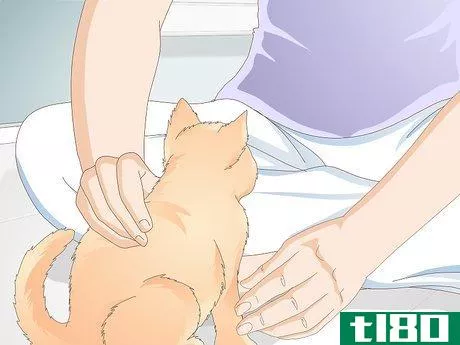 Image titled Teach Your Cat to Give a Handshake Step 10