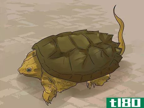 Image titled Take Care of a Land Turtle Step 6