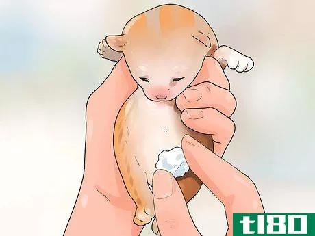 Image titled Take Care of Premature Newborn Kittens Step 14