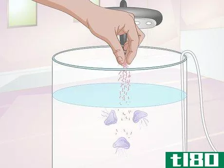 Image titled Start a Jellyfish Tank Step 15