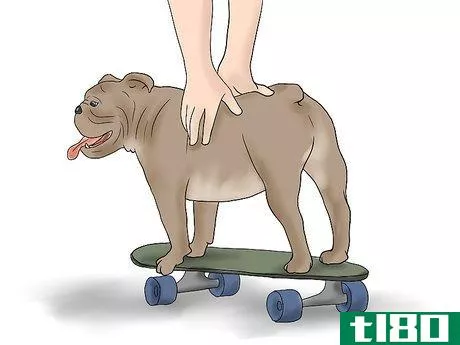 Image titled Teach a Bulldog to Skateboard Step 4