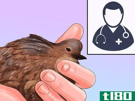 Image titled Treat Avian Pox in Button Quail Step 2