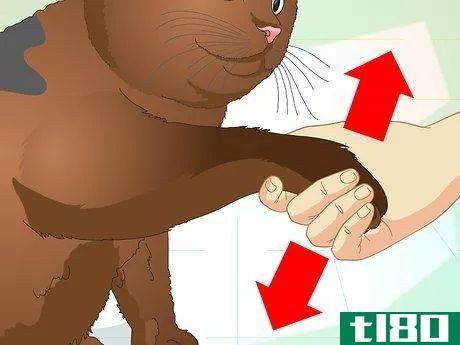 Image titled Teach Your Cat to Do Tricks Step 14