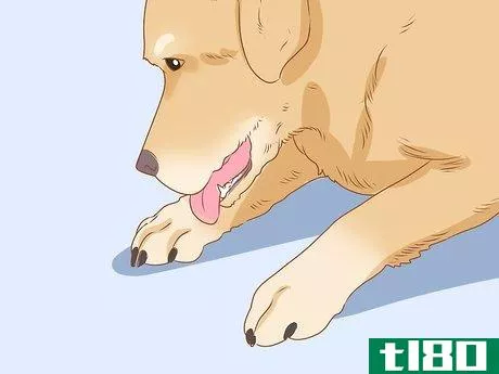 Image titled Tell if Your Dog Is Depressed Step 10