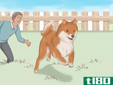 Image titled Choose a Shiba Inu Puppy Step 3
