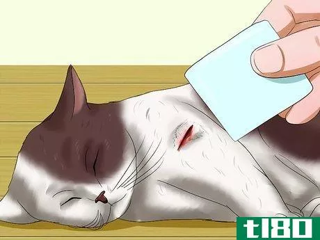Image titled Help a Cat when No Vets Are Available Step 7