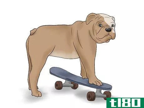 Image titled Teach a Bulldog to Skateboard Step 3