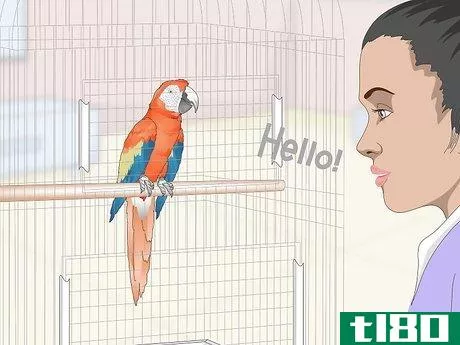 Image titled Teach Parrots to Talk Step 3
