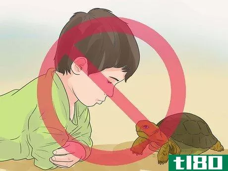 Image titled Take Care of a Land Turtle Step 22