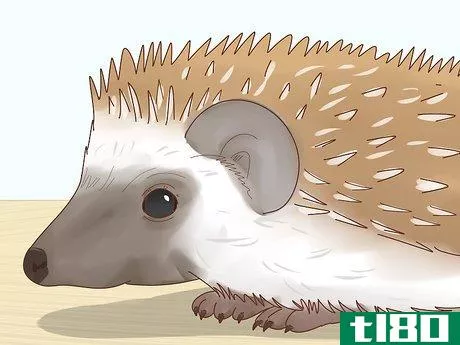 Image titled Take Care of a Hedgehog Step 3