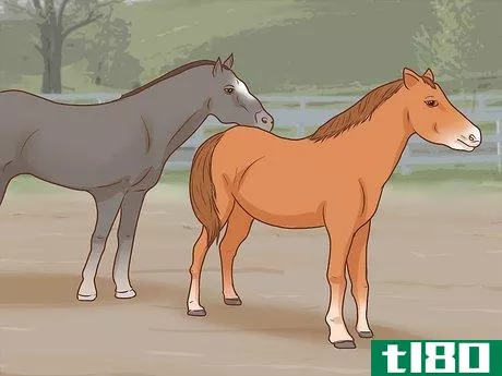 Image titled Start a Horse Breeding Farm Step 27