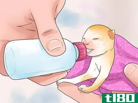 Image titled Take Care of Premature Newborn Kittens Step 8