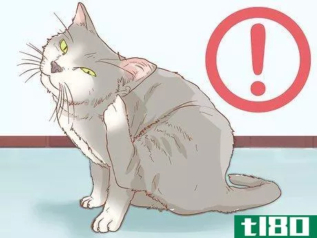 Image titled Treat Itchy Ears in Cats Step 6