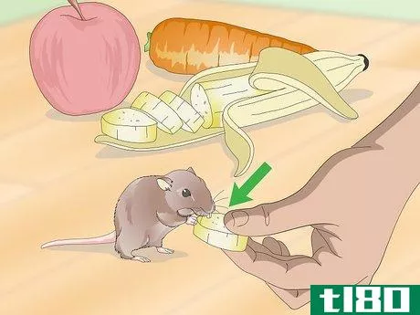 Image titled Spoil Your Gerbils Step 2
