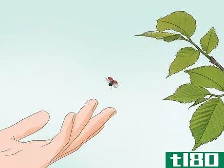 Image titled Take Care of a Ladybug Step 11