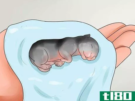 Image titled Take Care of Premature Newborn Kittens Step 1