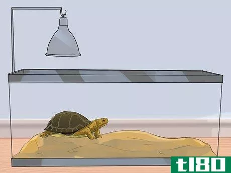 Image titled Take Care of a Land Turtle Step 13