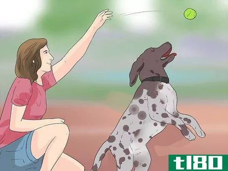 Image titled Care for German Shorthaired Pointers Step 13