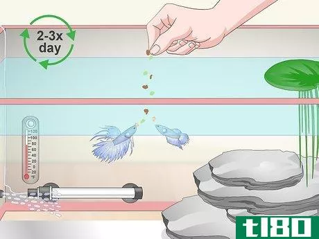 Image titled Care for a Crowntail Betta Fish Step 10