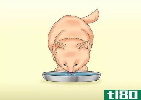 Image titled Care for a Cat with Kidney Failure Step 5