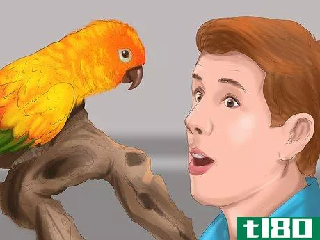 Image titled Care for a Conure Step 18