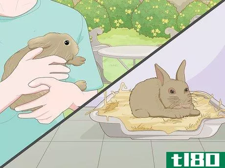 Image titled Care for a New Pet Rabbit Step 1