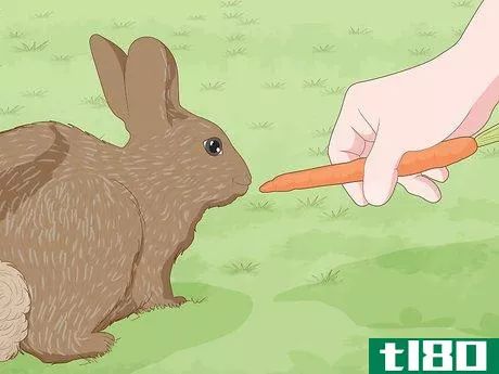 Image titled Care for a New Pet Rabbit Step 10