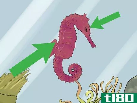 Image titled Care for a Seahorse Step 10