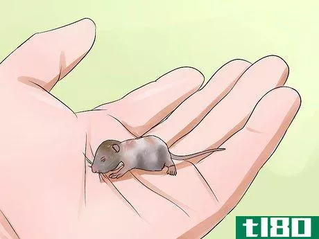 Image titled Care for a Pregnant Pet Rat Step 14