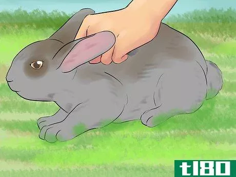Image titled Catch a Pet Rabbit Step 17